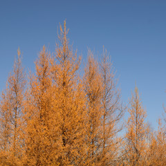 Fall Tamarack (Larix laricina) and Blue Sky