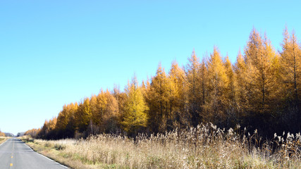 Golden Tamarack (Larix laricina) Along Road in Fall