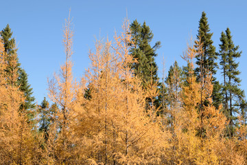 Tamarack (Larix laricina) and Black Spruce (Picea mariana) Forest