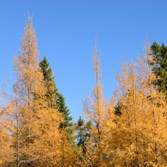 Eastern Larch (Larix laricina) and Black Spruce (Picea mariana) Forest
