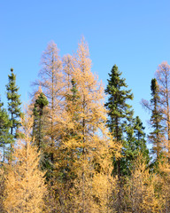 Tamarack (Larix laricina) and Black Spruce (Picea mariana) Woodland