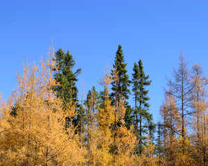 Tamarack (Larix laricina) and Black Spruce (Picea mariana) Forest
