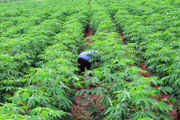 Thai farmer in plaid shirt weeding in cassava plantation.