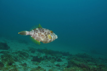 Leatherjacket Parika scaber