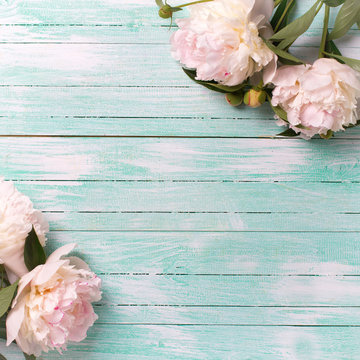 White  peonies flowers on turquoise painted wooden planks.
