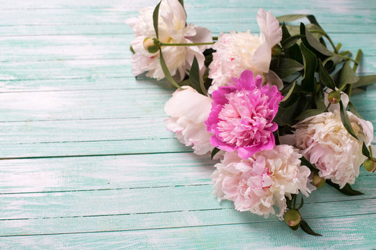 Background with white and pink  peonies flowers