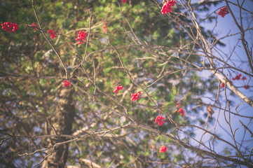 Rowan berries in the winter woods