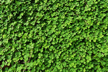 Lovely green leaves for an abstract background