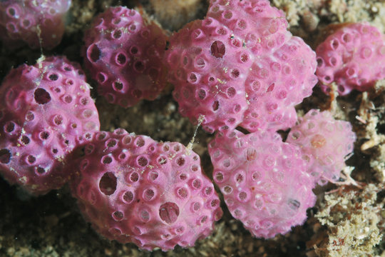 Close-up of pink coumpound ascidians Hypsistozoa fasmeriana