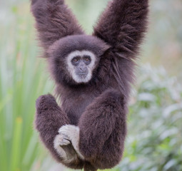 White-handed Gibbon (Hylobates lar) hanging and arm swinging on a tree. Oakland Zoo, California, USA.