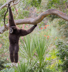 White-handed Gibbon (Hylobates lar) hanging on a tree. Oakland Zoo, Oakland, Alameda County, California, USA.