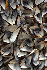 coquilles de moules