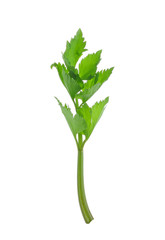 Celery isolate on White Background
