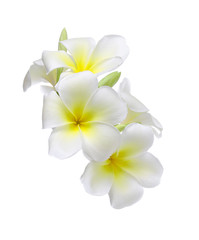 Fototapeta premium Frangipani flower isolated on white background
