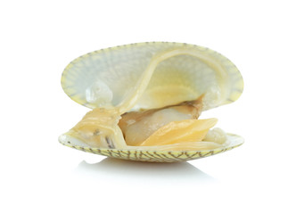 Fresh raw Surf clam on a white background