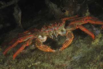 A portrait of red rock crab Plagusia chabrus.