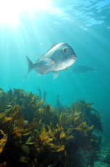 Fototapeta na wymiar Australasian snapper Chrysophrys auratus swimming above kelp forest in shallow water lit by sun rays.