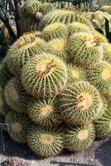 Fototapeta premium Cactus