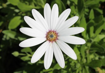 Fleur blanche au cœur multicolore