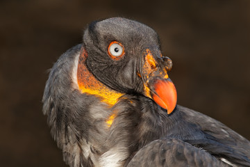 Portrait of an American king vulture (Sarcoramphus papa).