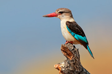 A brown-hooded kingfisher (Halcyon albiventris), Kruger National Park, South Africa. - obrazy, fototapety, plakaty