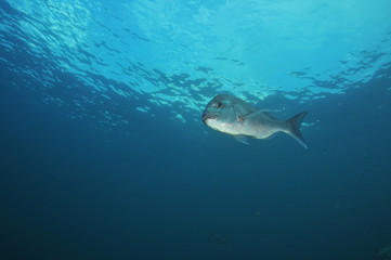 Australasian snapper Pagrus auratus in the waters around New Zealand.