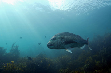 Fototapeta premium Australasian snapper Pagrus auratus in the waters around New Zealand.