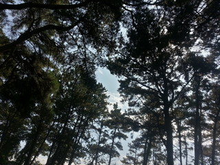 Obraz premium pine forest