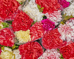 colorful carnation flowers close up, natural background