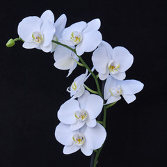 Panele Szklane Podświetlane  białe kwiaty orchidei zbliżenie na czarnym tle