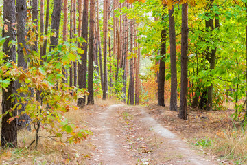 Footpath in the pine forest autumn
