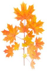 Branch of autumn maple on a light background