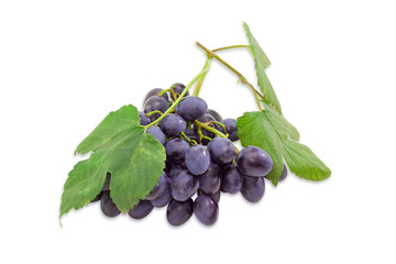 Bunch of dark blue grapes on a light background