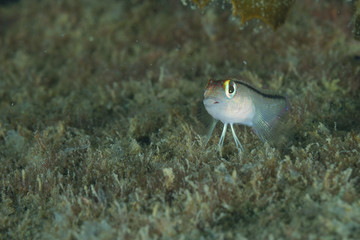 Tiny triplefin sitting on algae covered sea bottom.