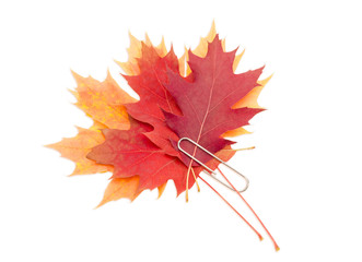 Leaves of maple and oak, fastened by a paper clip