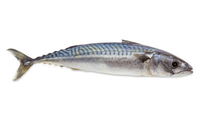 Raw atlantic mackerel on a light background