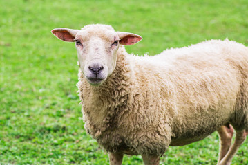 Fototapeta premium close up of a sheep standing on a lawn