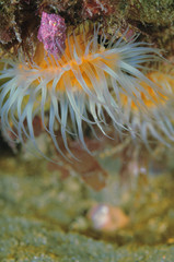 Naklejka na ściany i meble White-tentacled anemones Anthothoe albocincta.