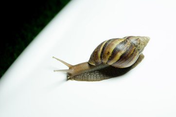 The journey of snail.