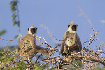 Tufted gray langur in Bundala national park, Sri Lanka
