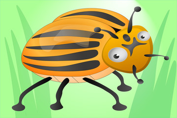 Funny colorado beetle in green grass