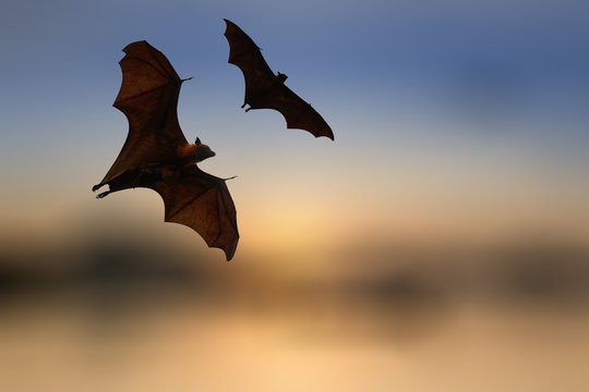 Bat silhouettes with colorful lighting - Halloween festival