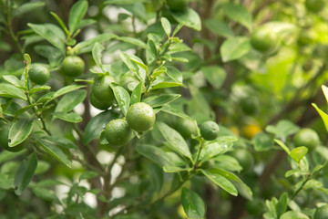 Lime hanging on tree