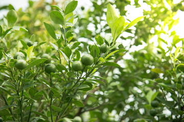 Lime hanging on tree