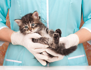 Siberian kitten