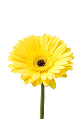 Yellow gerbera flower (Brilliance) isolated on white.