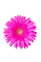 Pink gerbera flower isolated on white.