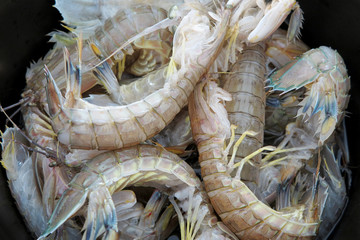 Mantis Shrimps close up shot in a pot