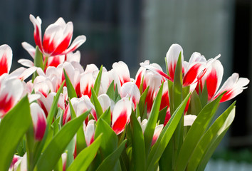 Red white tulip flowers © sirikornt