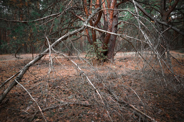 secrets of a pine forest
